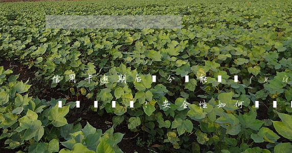 信用卡逾期后，積分還能繼續(xù)使用嗎？安全性如何？